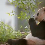 The Edinburgh Zoo pandas will be missed, but should we be doing cosy deals?