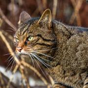 Some of Scotland's wildcats have developed a taste for poultry