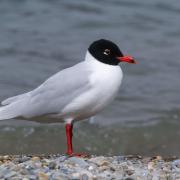 Two pairs of Mediterranean gulls bred in Scotland this year