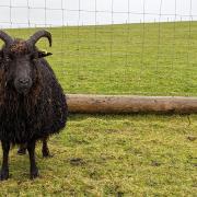 One of Rhoda Meek's Hebridean sheep poses for the camera