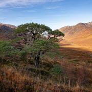 Just 84 individual Caledonian pinewoods are officially recognised
