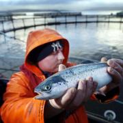 A salmon farmer holds a young fish at the Strondoir Bay fish farm at Loch Fyne Scotland.