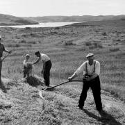 Farmers in 1955 harvesting in the Outer Hebrides