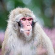 A Japanese macaque like the one that had escaped (Vic Pigula/Alamy/PA)