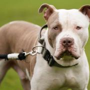 A generic image of an XL Bully dog