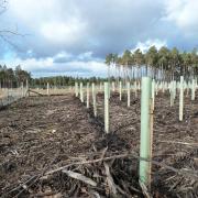 The Scottish Government has been criticised for failing to supply sufficient funding to assist in tree planting