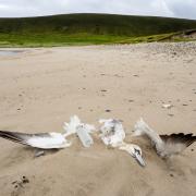 Scotland's iconic gannet population is declining as a result of avian flu