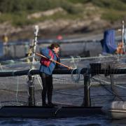 An activist from Scottish Salmon Watch taking part in an information gathering operation at a fish farm on the west coast of Scotland