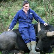 Stevie Mitchell and his buffalo featured on This Farming Life