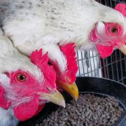 Scotland could become the first UK nation to ban keeping egg-laying hens in cages