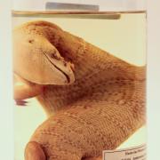 A wet specimen of the Jamaican Giant Galliwasp which is to be returned to its Jamaican homeland
