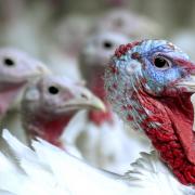 Up to 35% of the UK’s free-range turkey flock had now been lost to the avian flu outbreak