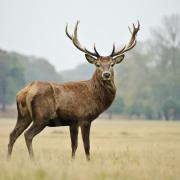 The population of deer in Scotland doubled to more than 1 million over the past 30 years