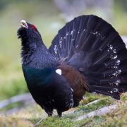 At risk capercaillie populations may benefit from the Scottish Government's new biodiversity strategy