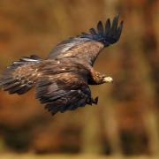 A golden eagle translocated to the south of Scotland is feared dead after going missing last year