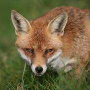 Snares are currently used by land managers to control fox numbers