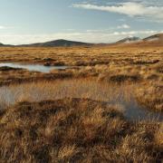 The average rate of peatland restoration in Scotland has doubled in the last two years