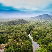 Amazon rainforest deforestation slowed down significantly last year