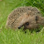A third of Scotland's hedgehogs have disappeared over the last ten years