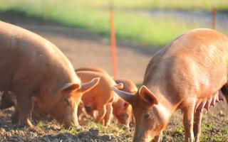 Food body urges good cooking practices amid pork ‘superbug’ concerns