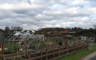 Why can't Holyrood debate allotments?