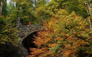 Autumnal colours at the Hermitage near Dunkeld in Perthshire