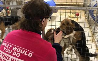 Animal Rebellion activists broke into a facility in England to rescue beagle puppies