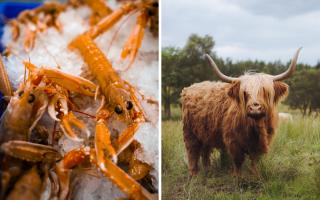 From langoustines to Highland Coo, the food options on the NC500 are incredibly diverse