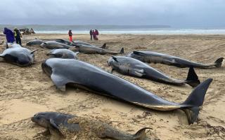 More than 50 pilot whales died during a stranding on the Isle of Lewis in July