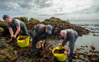 Seaweed Enterprises harvesting on the Fife coastline