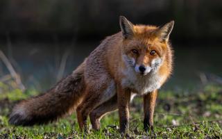 The League Against Cruel Sports has raised concerns that drag hunting could be used as a guise for illegal fox hunting