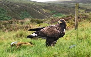 The population of golden eagles in southern Scotland has more than quadrupled