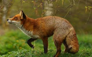 Confirmation that the Scottish Government intends to bring in a full ban comes the day after gamekeepers told MSPs at Holyrood they would be in 'dire straits' if snares are banned
