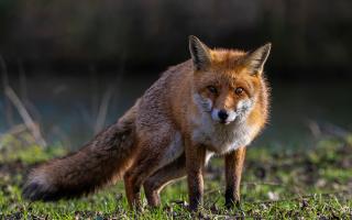 Snares are currently used to trap red foxes