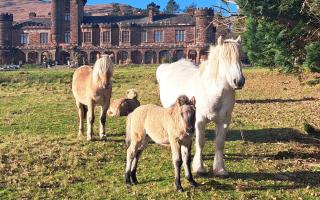 Rum has welcomed two new foals to its herd of 'ancient, rare' ponies