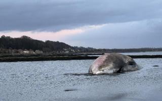 The body of the whale will be left in its current location to decompose naturally
