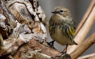 The bird is a Myrtle Warbler similar to that pictured