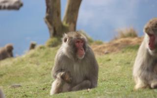 The monkey has now moved to Edinburgh Zoo following his escape last year