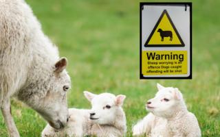 Farmers say attacks by dogs on sheep and other livestock can have devastating affects