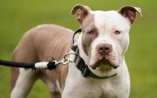 XL Bully dog owners must apply for an exemption