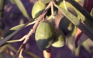 An olive hanging on an olive tree