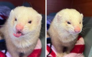 One of the ferrets had to be put down after being found