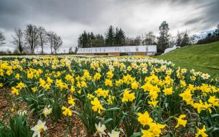 The daffodils in bloom at Brodie Castle in Moray
