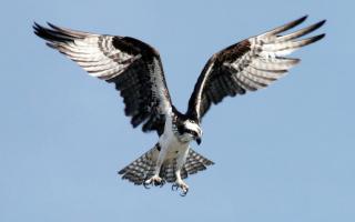 The remains of an osprey have been found near a nature reserve in Perthshire