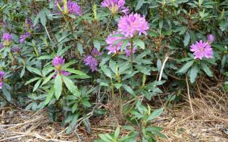 Rhododendron is a non-native invasive species that has taken root across swathes of Scotland