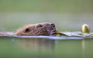 Beavers were only legally protected in Scotland in 2019 after a series of legal and illegal reintroductions