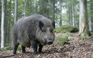There are calls to cull wild boar populations near Loch Ness
