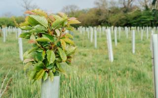 A cornerstone of Scotland’s forestry sector for decades at its peak the firm managed 130 million young trees