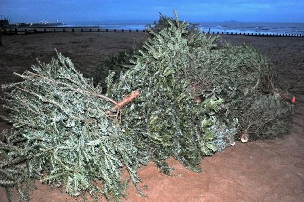 A new branch of modern art or just some unwanted Christmas trees? Photograph: Deb Armstrong