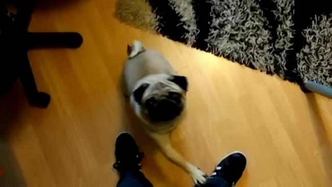 Markus Meechan's video of his girlfriend's dog Buddha who has been taught to react to Nazi commands.